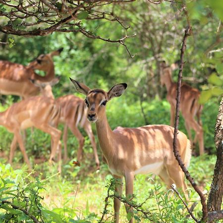 شقة Kruger Kumba - Lahlekile Nathi مارلوث بارك المظهر الخارجي الصورة